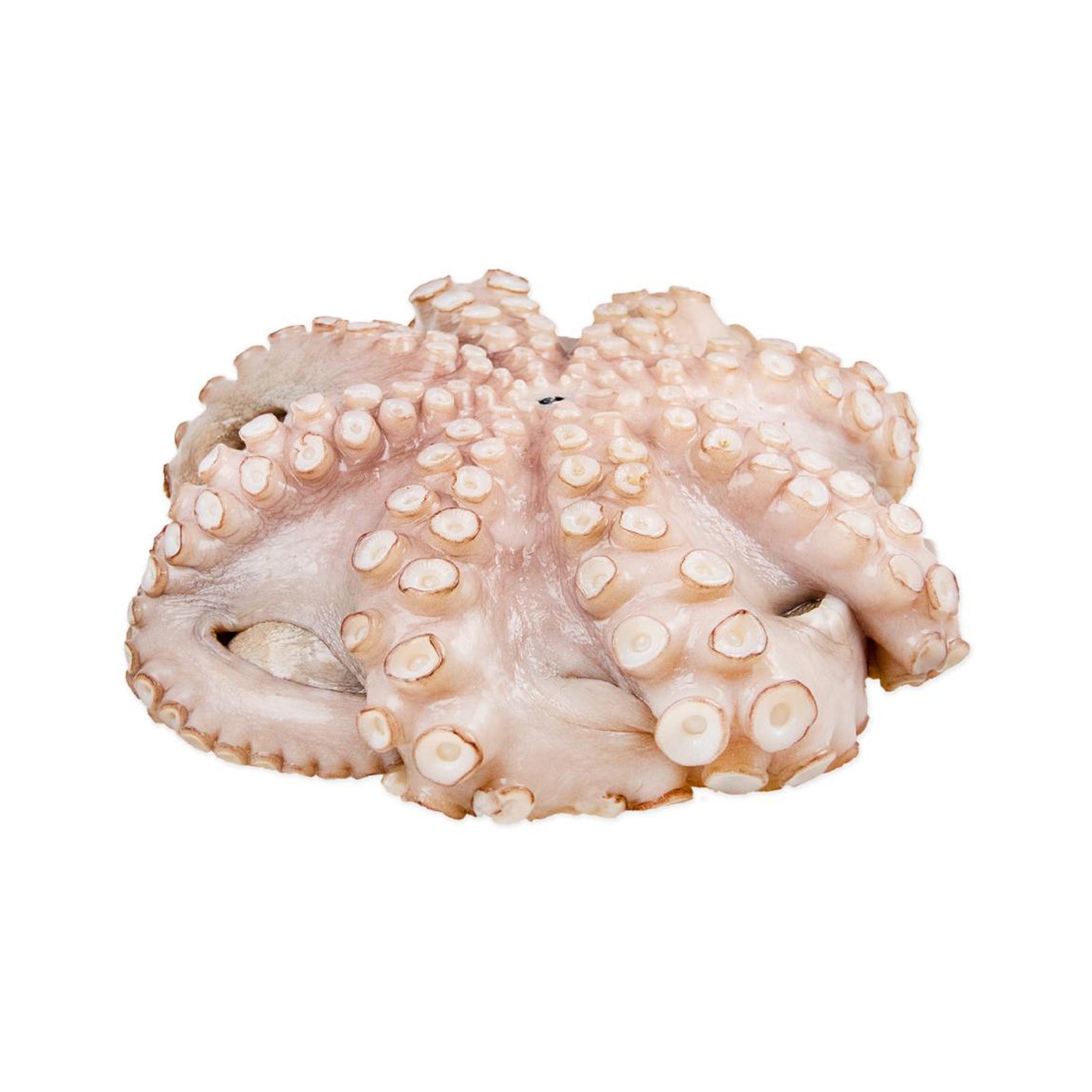 FROZEN CLEANED OCTOPUS