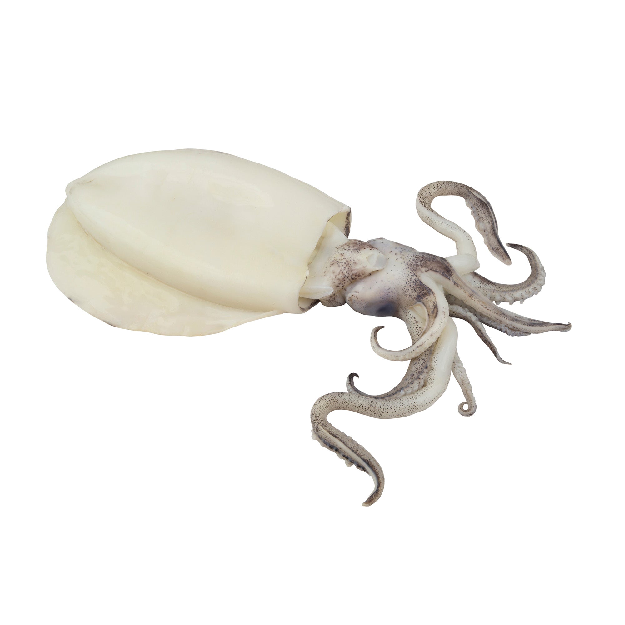 FROZEN CLEANED CUTTLEFISH (500g)