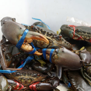 CLEANED & FROZEN SHELL ON MUD CRABS (850-950g Per Pkt)