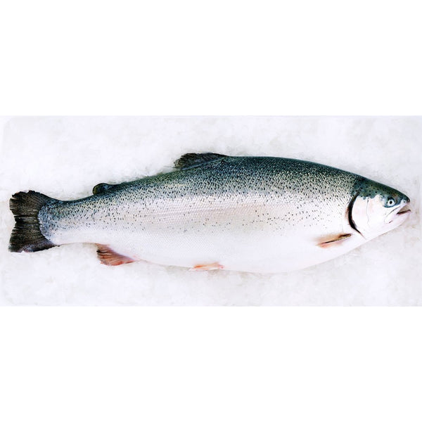 FRESH FJORD TROUT FILLET (450500g) Prime Cuts Butchery, Deli & Bistro