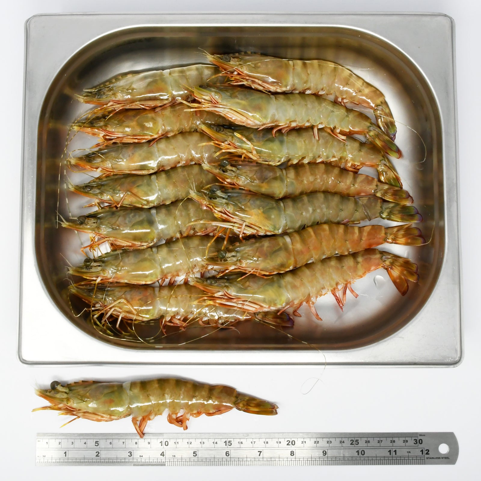 FRESH HEAD ON TIGER KING PRAWNS - T2