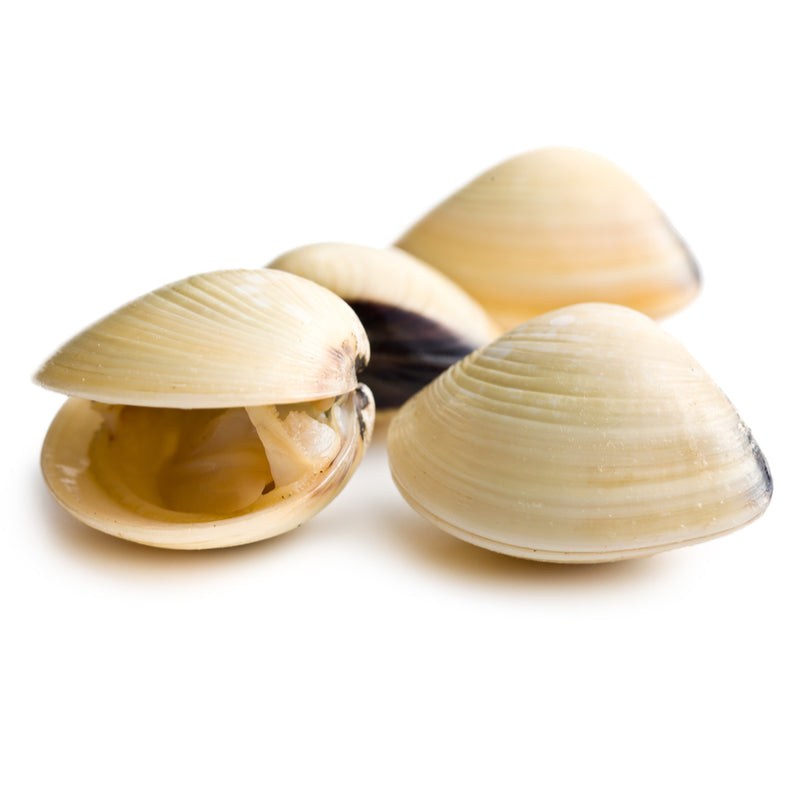 COOKED & FROZEN WHOLE WHITE CLAMS (500g)