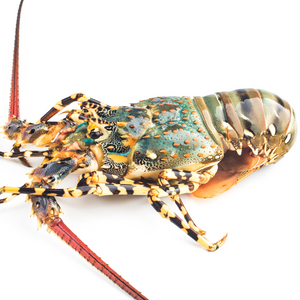 FROZEN WHOLE ROCK LOBSTER (1pc/550-600g)