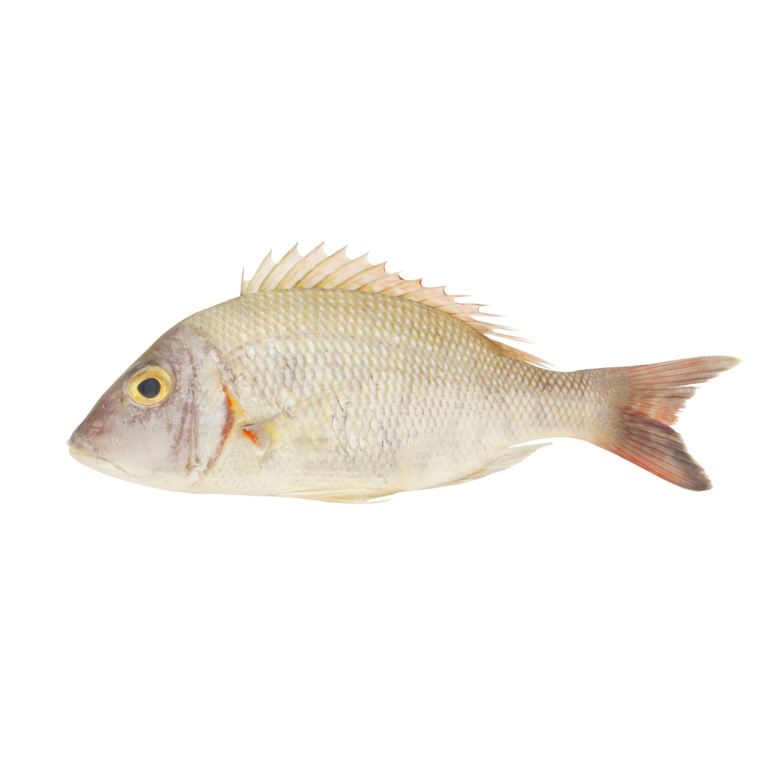 FROZEN WHOLE CLEANED WHITE SNAPPER  (2 to 3pc/1-1.2kg)