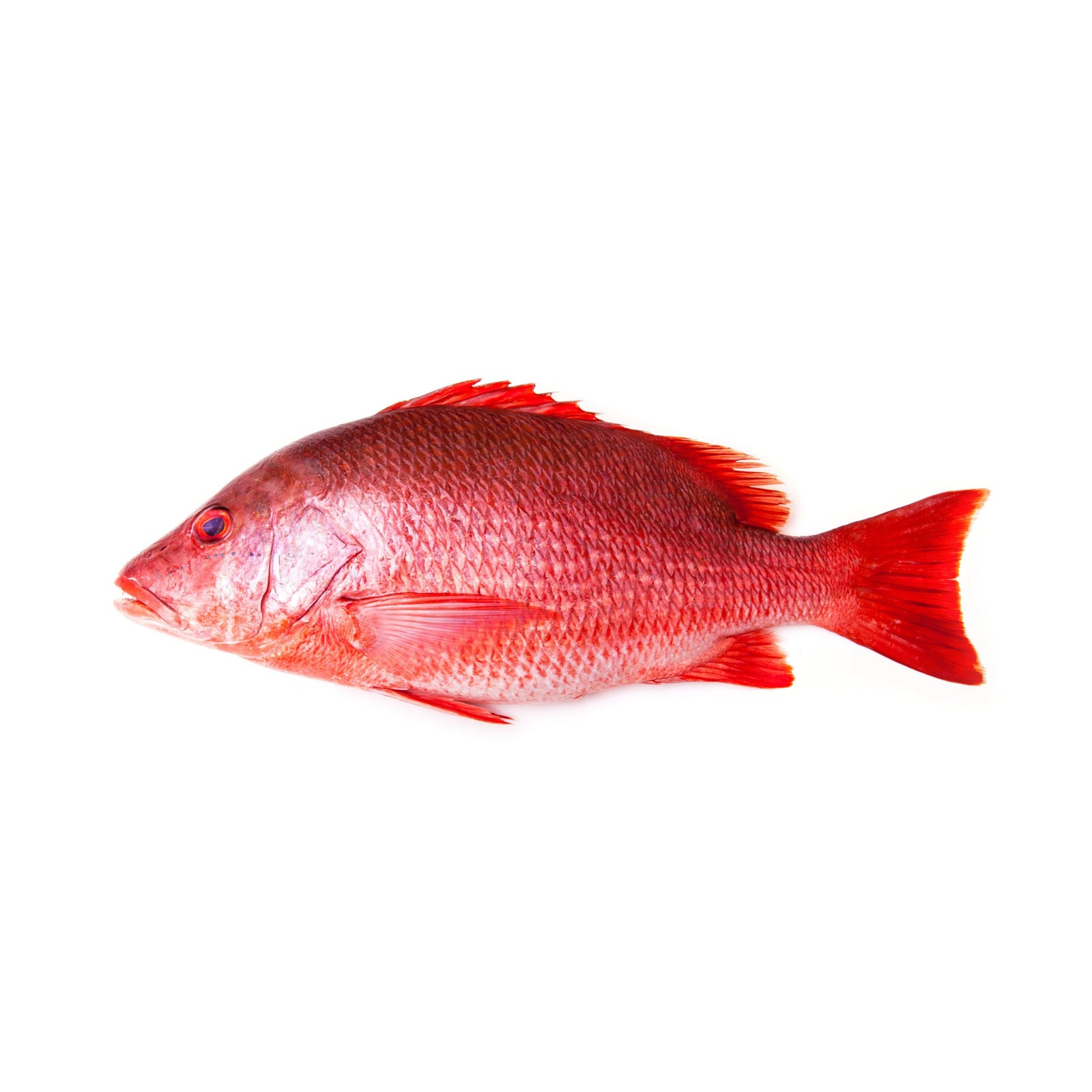 FROZEN WHOLE CLEANED RED SNAPPER  (2 to 3pc/1-1.2kg)