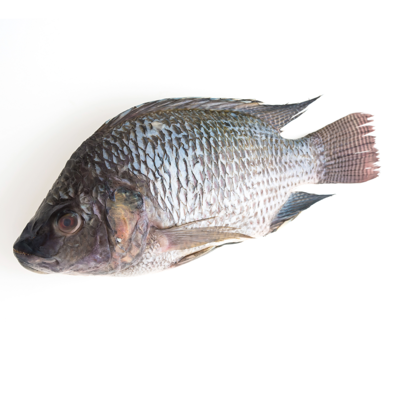 FROZEN WHOLE CLEANED TILAPIA  (1pc/700-800g)