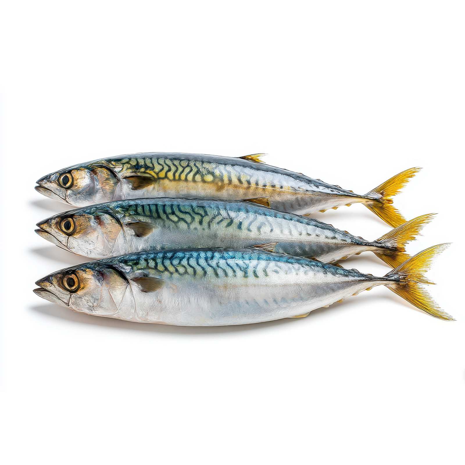 FROZEN PACIFIC MACKEREL (5-6pcs/1kg -1.1kgs)