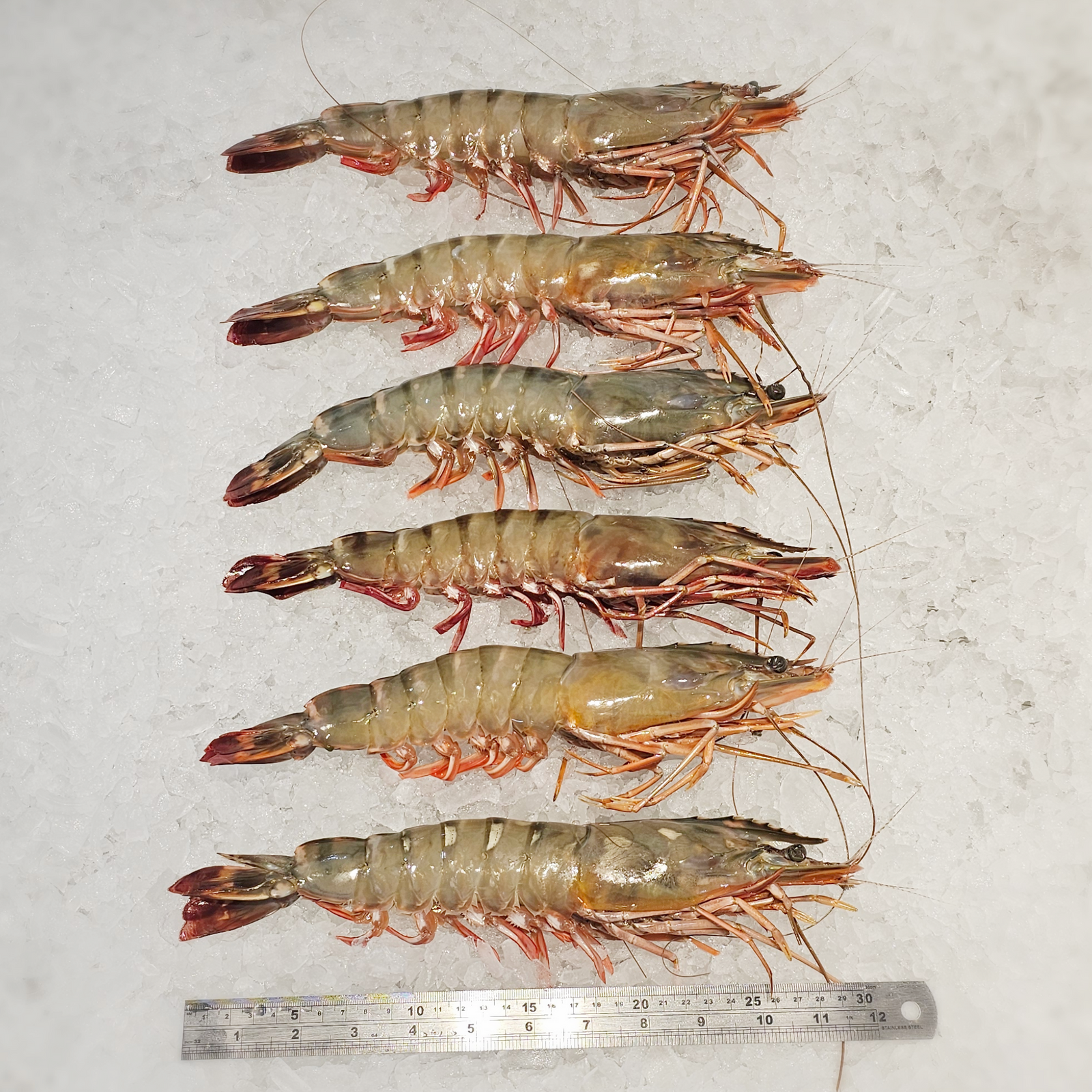 FRESH GIANT TIGER PRAWNS (T0) - 1kg