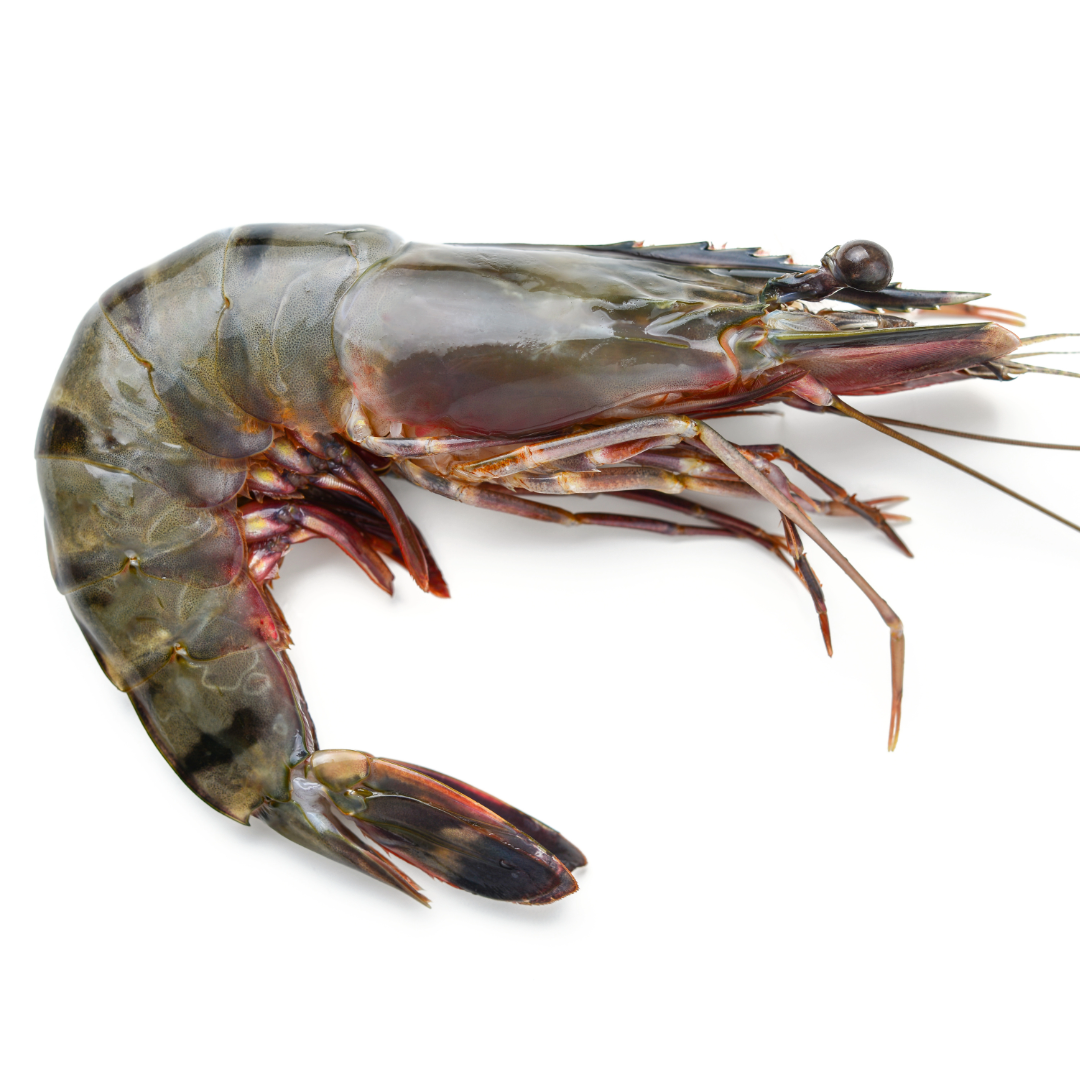 FRESH GIANT TIGER PRAWNS (T0) - 1kg