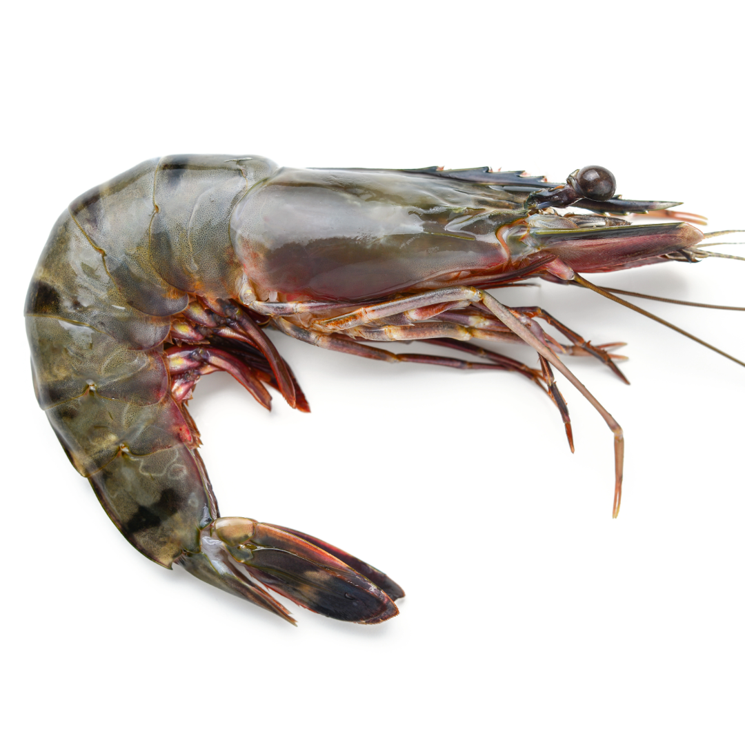 GIANT TIGER PRAWNS (T0) - 2kg