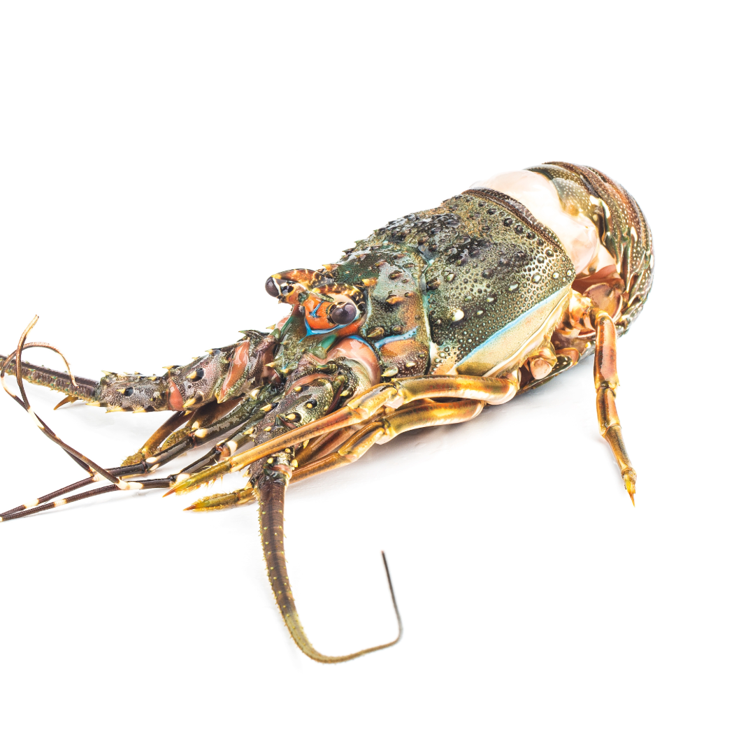 FROZEN WHOLE ROCK LOBSTER (1pc/550-600g)