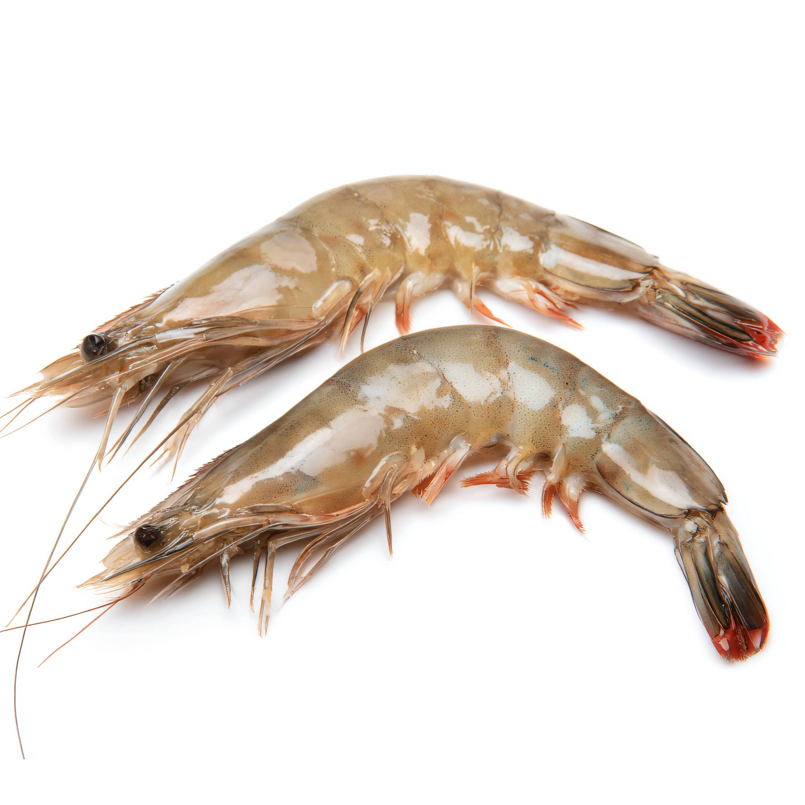 FRESH HEAD ON BANANA QUEEN PRAWNS - B4