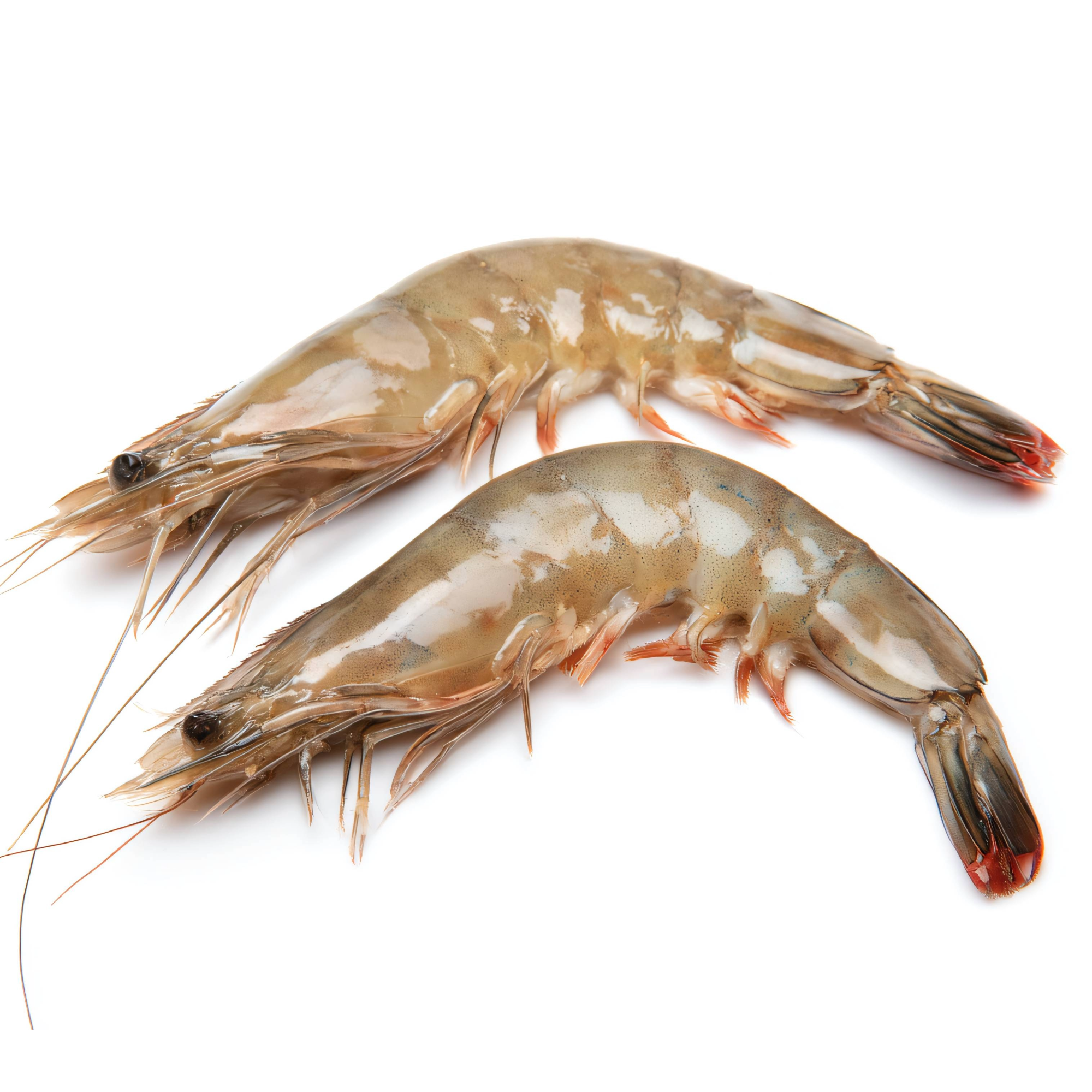 FRESH HEAD ON BANANA QUEEN PRAWNS - B4