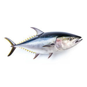 FROZEN LOCAL YELLOW FIN TUNA LOIN STEAKS (450-550g)