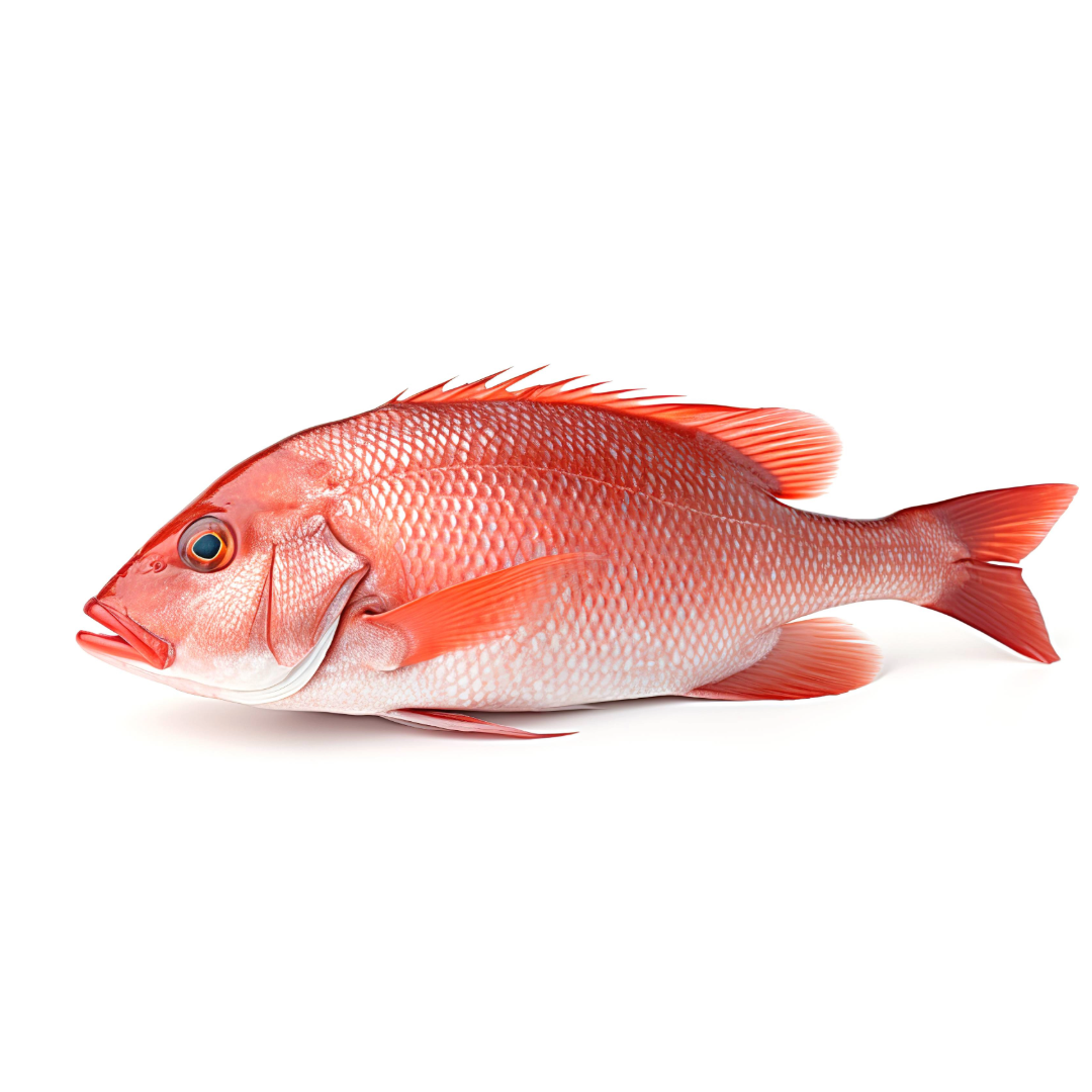 FROZEN RED SNAPPER FILLET SKIN ON