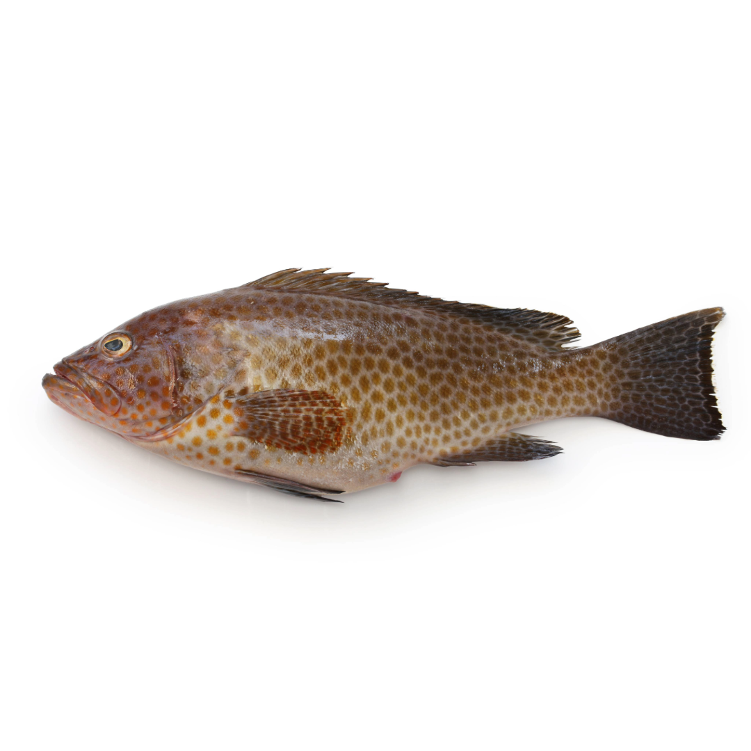 FROZEN ROCK/REEF COD FILLET SKIN ON  (GROUPER/HAMOUR)