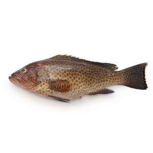 FROZEN ROCK/REEF COD FILLET SKIN ON  (GROUPER/HAMOUR) (900g-1.1kg)