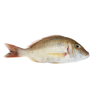 FROZEN WHITE SNAPPER FILLET SKIN ON (CHANGU) (900g-1.1kg)