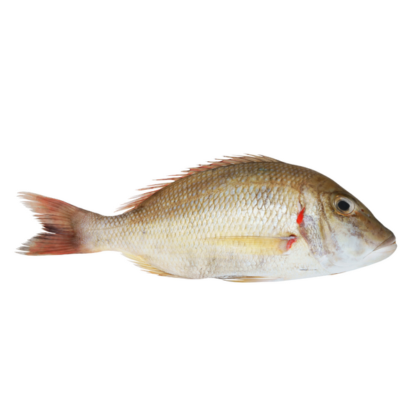 FROZEN WHITE SNAPPER FILLET SKIN ON (CHANGU) - Prime Cuts Butchery ...