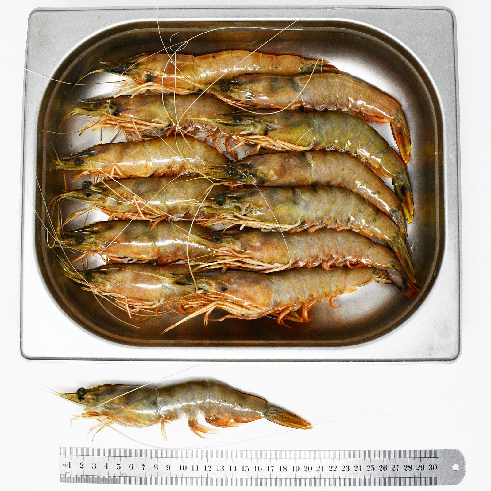 FRESH HEAD ON JUMBO BANANA PRAWNS - B1