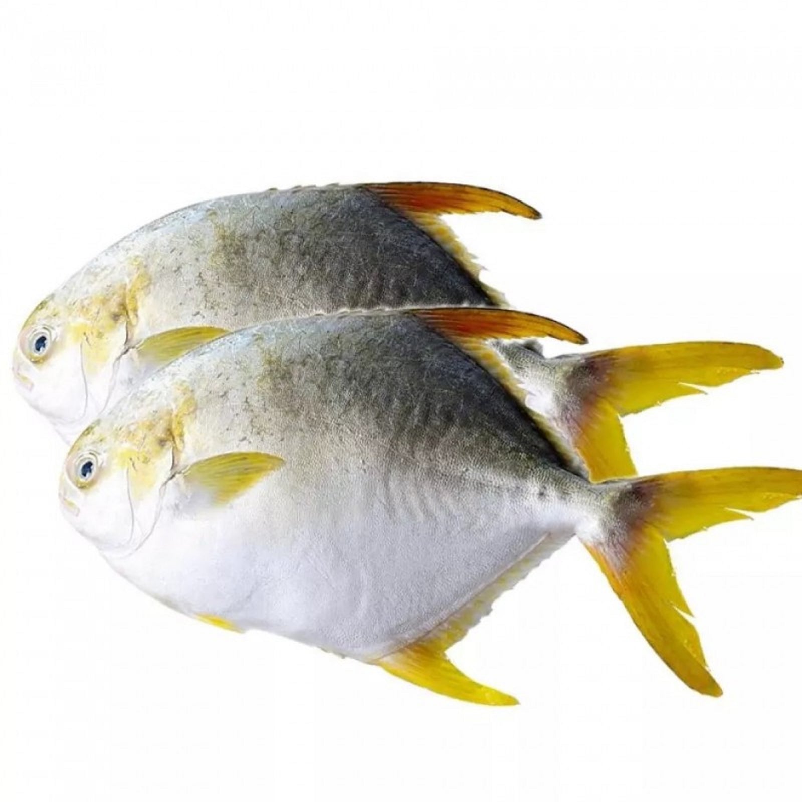 FROZEN WHOLE GOLDEN POMFRET (2PCS PER PKT)