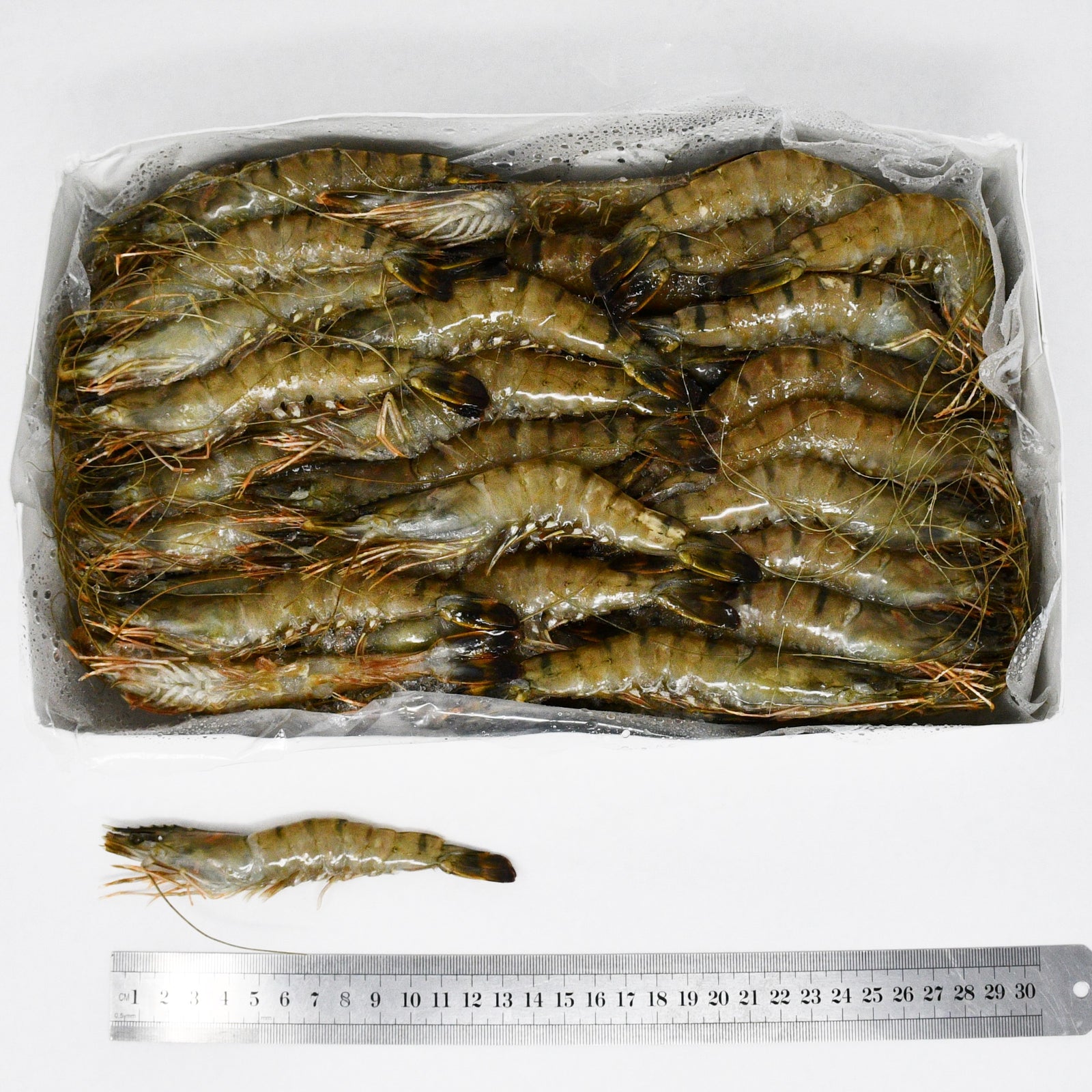 QUEEN TIGER PRAWNS (T4) - 2kg