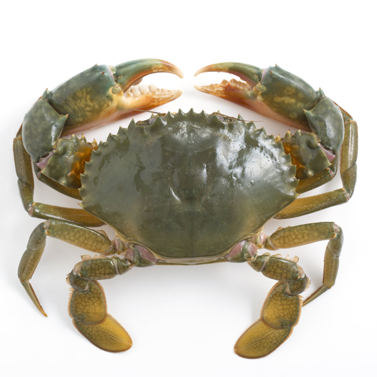 CLEANED & FROZEN LAMU CRABS (2pcs/650-750g)