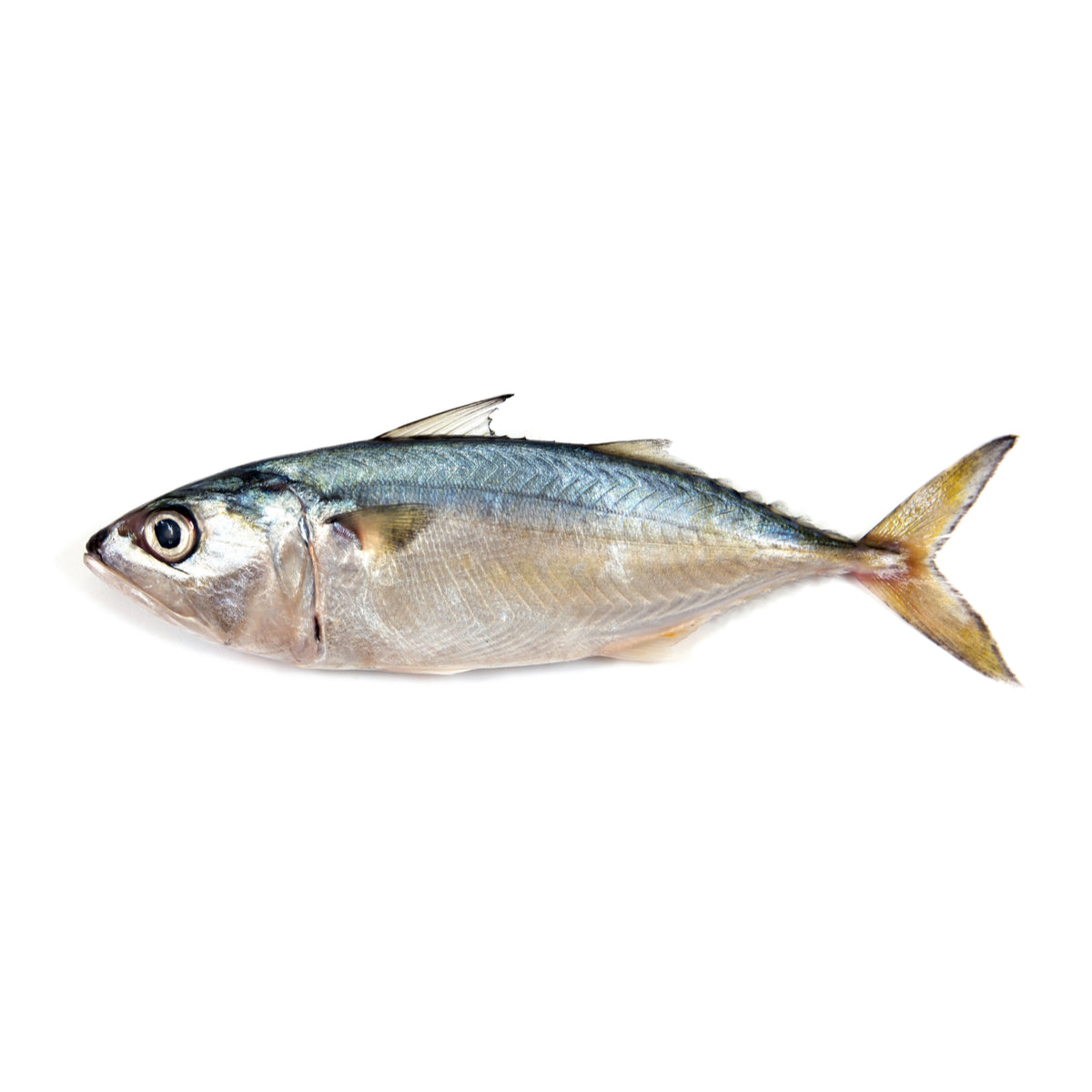 FROZEN INDIAN OCEAN MACKEREL (1kg)